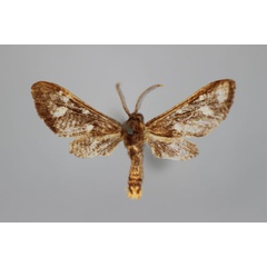/filer/webapps/moths/media/images/S/sjostedti_Anapisa_A_BMNH.jpg