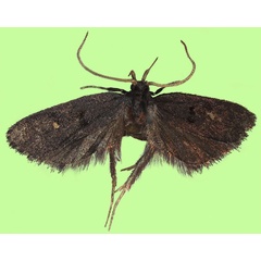 /filer/webapps/moths/media/images/P/pyknoistus_Viperinus_HT_BMNH.jpg