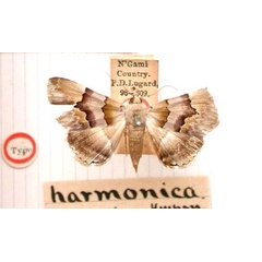 /filer/webapps/moths/media/images/H/harmonica_Euphiusa_HT_BMNH.jpg
