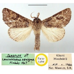 /filer/webapps/moths/media/images/A/aenigma_Leucochlaena_PTM_BMNH.jpg