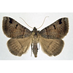 /filer/webapps/moths/media/images/M/mutuaria_Mocis_AM_NHMO.jpg