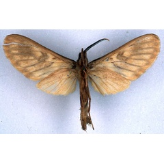 /filer/webapps/moths/media/images/T/taymansi_Hippurarctia_HT_BMNH_02.jpg