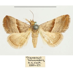 /filer/webapps/moths/media/images/M/mesophaea_Eublemma_AF_BMNH.jpg