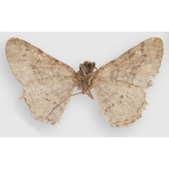 /filer/webapps/moths/media/images/T/tyttha_Nychiodes_HT_BMNHb.jpg
