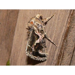 /filer/webapps/moths/media/images/D/dorfmeisteri_Ctenoplusia_A_Goff_03.jpg