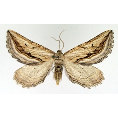 /filer/webapps/moths/media/images/C/crenilinea_Hebdomophruda_AF_TMSA.jpg