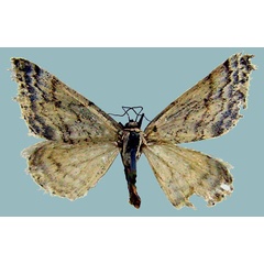 /filer/webapps/moths/media/images/F/flexio_Scopula_AF_ZSM.jpg