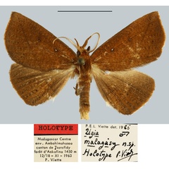 /filer/webapps/moths/media/images/M/malagasy_Ugia_HT_MNHN.jpg