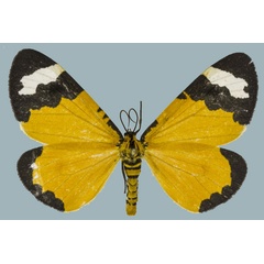 /filer/webapps/moths/media/images/C/costimaculata_Zerenopsis_AF_Staude.jpg