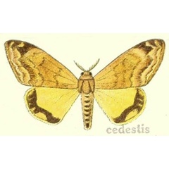 /filer/webapps/moths/media/images/C/cedestis_Dasychira_STF_Hering_24a.jpg