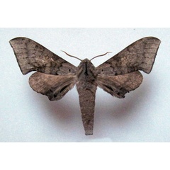 /filer/webapps/moths/media/images/C/choveti_Neopolyptychus_AM_Basquin_01a.jpg