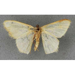 /filer/webapps/moths/media/images/S/stibolepida_Comibaena_HT_BMNHb.jpg