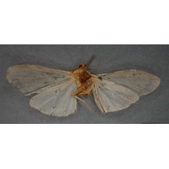 /filer/webapps/moths/media/images/C/colonoides_Nanna_HT_RMCA_02.jpg