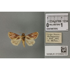/filer/webapps/moths/media/images/S/splendida_Carcharoda_PT_BMNH_02a.jpg