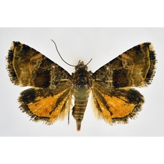 /filer/webapps/moths/media/images/H/heliastis_Acontiola_AF_NHMO.jpg
