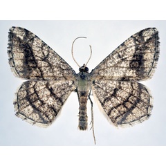 /filer/webapps/moths/media/images/J/johnstoni_Chiasmia_AM_NHMO.jpg