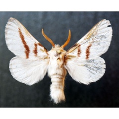 /filer/webapps/moths/media/images/D/dukei_Bombycomorpha_AM_Stroehle.jpg