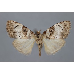 /filer/webapps/moths/media/images/L/leucomelas_Meganola_A_BMNH.jpg