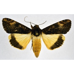 /filer/webapps/moths/media/images/P/primulina_Ulotrichopus_A_NHMO.jpg