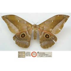 /filer/webapps/moths/media/images/J/jamesoni_Bunaea_HT_NHMUKa.jpg