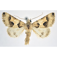 /filer/webapps/moths/media/images/L/leucoptera_Tytroca_AM_NHMO.jpg
