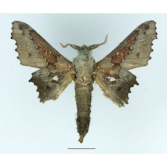/filer/webapps/moths/media/images/G/gerstaeckeri_Mimopacha_AM_Basquin_01.jpg