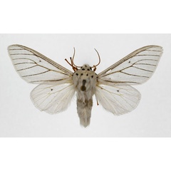 /filer/webapps/moths/media/images/A/atrivena_Dubatolovia_A_DePrins.jpg