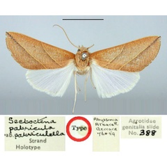 /filer/webapps/moths/media/images/P/patriculella_Setoctena_HT_BMNH.jpg