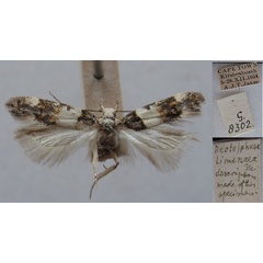 /filer/webapps/moths/media/images/L/limenaea_Neotelphusa_AM_TMSA.jpg