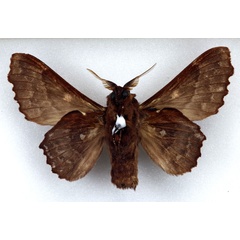 /filer/webapps/moths/media/images/A/audeoudi_Mimopacha_HT_MHNGb.jpg