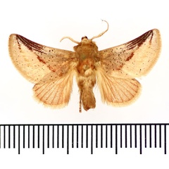/filer/webapps/moths/media/images/S/simillimus_Omocenops_AM_BMNH.jpg