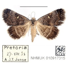 /filer/webapps/moths/media/images/N/namacensis_Acantholipes_AF_BMNH.jpg