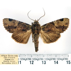 /filer/webapps/moths/media/images/M/multiscripta_Hesperochroa_AM_BMNH.jpg