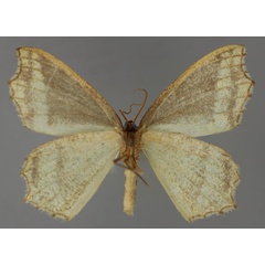 /filer/webapps/moths/media/images/H/holochroa_Bathycolpodes_A_ZSM_02.jpg
