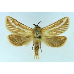 /filer/webapps/moths/media/images/S/semicanus_Eudalaca_AF_TMSA.jpg