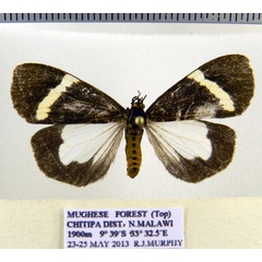 /filer/webapps/moths/media/images/M/murphyi_Parachelonia_PTF_SZMN.jpg