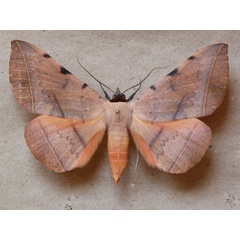 /filer/webapps/moths/media/images/C/capensis_Hypopyra_A_Butler.jpg