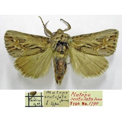 /filer/webapps/moths/media/images/S/scutulata_Matopo_HT_TMSA.jpg