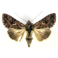 /filer/webapps/moths/media/images/L/limbirena_Ctenoplusia_AF_RMCA.jpg