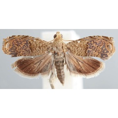 /filer/webapps/moths/media/images/N/nigeriana_Eucosmocydia_HT_USNM.jpg