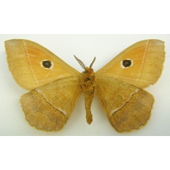 /filer/webapps/moths/media/images/P/parva_Melanocera_STM_NHMUKb.jpg