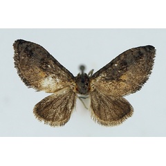 /filer/webapps/moths/media/images/F/fulvipunctata_Epipyrops_AM_TMSA.jpg
