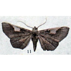 /filer/webapps/moths/media/images/H/hyalinata_Amphigonia_HT_Holland_13-11.jpg