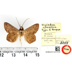 /filer/webapps/moths/media/images/C/cinerea_Ugiodes_HT_BMNH.jpg