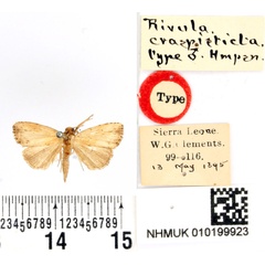 /filer/webapps/moths/media/images/C/craspisticta_Rivula_HT_BMNH.jpg