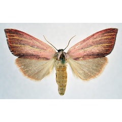 /filer/webapps/moths/media/images/S/sesamiodes_Notoxantha_AF_NHMO.jpg