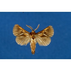 /filer/webapps/moths/media/images/P/percivali_Mountelgonia_HT_Lehmann.jpg