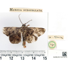 /filer/webapps/moths/media/images/S/subocellata_Maxera_HT_BMNH.jpg