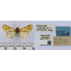 /filer/webapps/moths/media/images/H/herbuloti_Nyodes_HT_BMNH.jpg