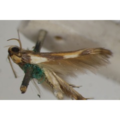 /filer/webapps/moths/media/images/A/arcata_Stathmopoda_A_BMNH.jpg